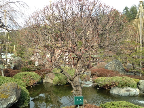 富士山温泉ホテル鐘山苑：庭園梅