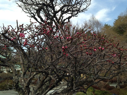 富士山温泉ホテル鐘山苑：庭園紅梅