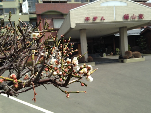 富士山温泉ホテル鐘山苑：庭園梅