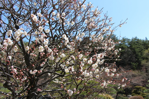 ２０１４年庭園の梅・桜開花情報№４