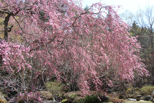 ２０１４年庭園の梅・桜開花情報№６