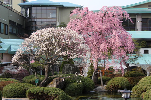 ２０１４年庭園の梅・桜開花情報№７