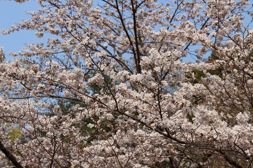 富士山温泉ホテル鐘山苑：４／１７＿１３