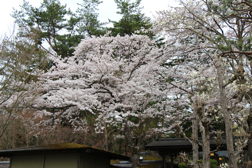 富士山温泉ホテル鐘山苑：４／２１＿３