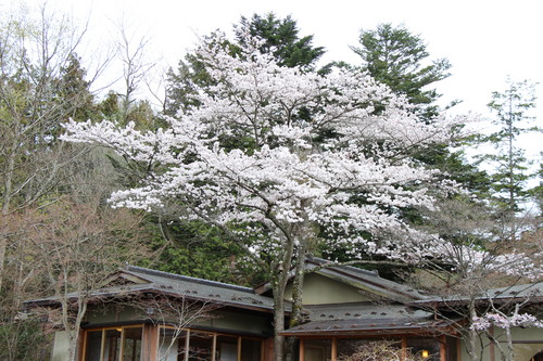 富士山温泉ホテル鐘山苑：４／２１＿５