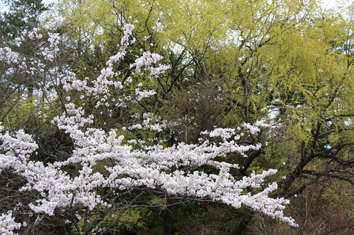 富士山温泉ホテル鐘山苑：４／２１＿８