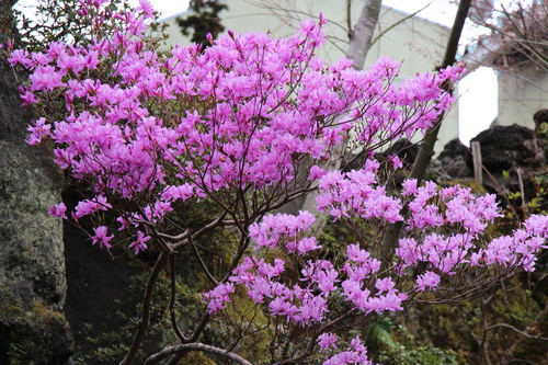 富士山温泉ホテル鐘山苑：４／２１＿１１