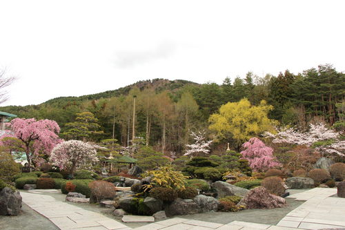 ２０１４年庭園の梅・桜開花情報№８