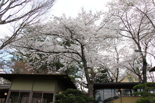 富士山温泉ホテル鐘山苑：４／２３＿３