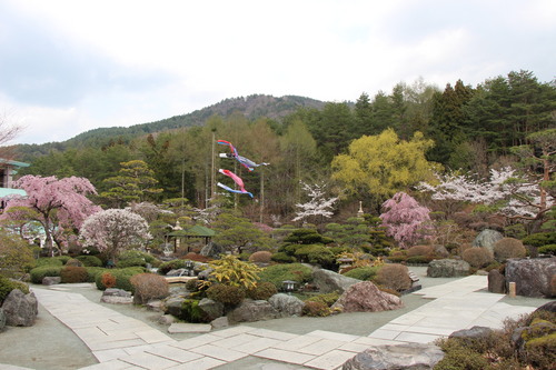 ２０１４年庭園の梅・桜開花情報№９