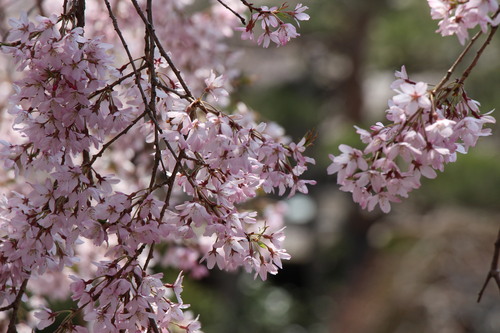 ２０１４年庭園の梅・桜開花情報№１０