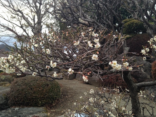 ２０１４年庭園の梅・桜開花情報№２