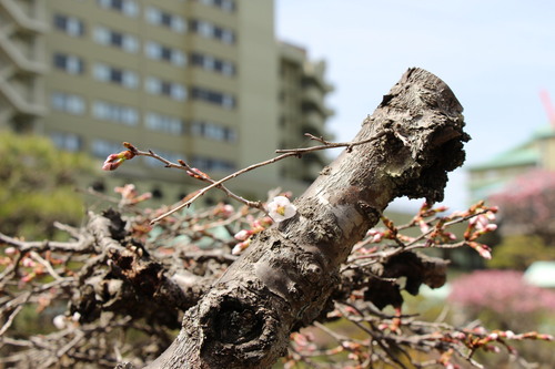 ２０１４年庭園の梅・桜開花情報№５