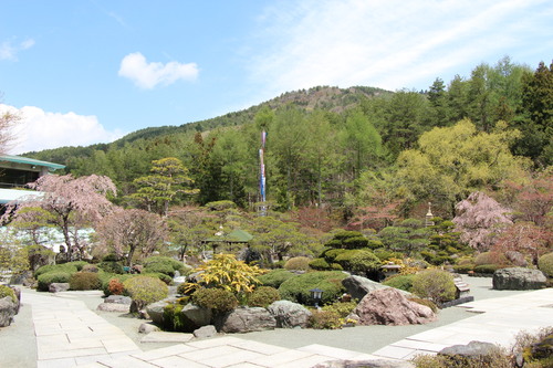 ２０１４年庭園の梅・桜開花情報№１１