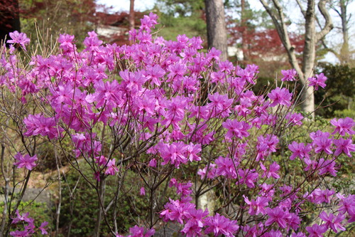 春の庭園情報（ツツジ）№１｜富士山温泉ホテル鐘山苑