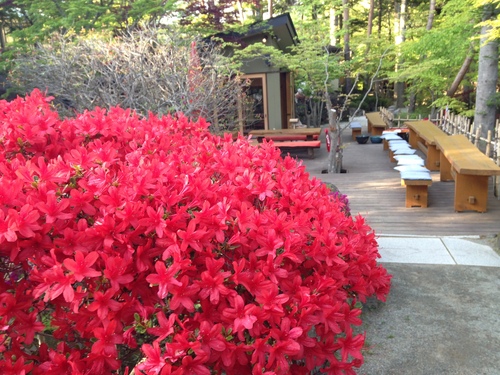 富士山温泉ホテル鐘山苑：庭園：ツツジ