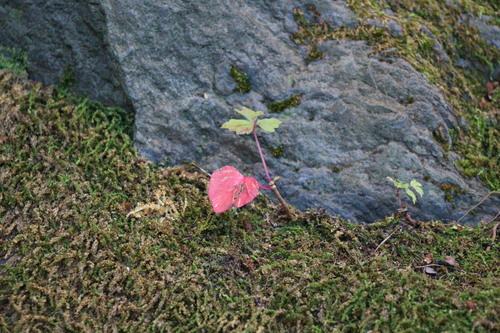 富士山温泉ホテル鐘山苑：庭園紅葉