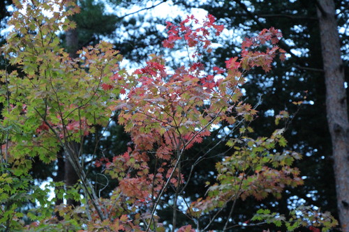 富士山温泉ホテル鐘山苑：庭園紅葉