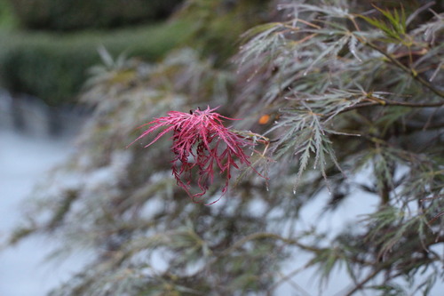 富士山温泉ホテル鐘山苑：庭園紅葉