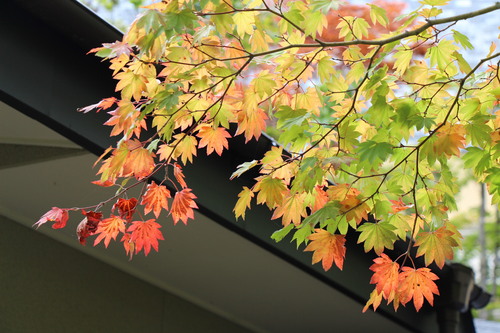 庭園の紅葉情報No.4｜富士山温泉ホテル鐘山苑