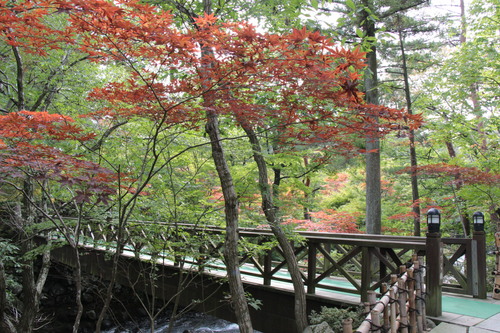 庭園の紅葉情報No.5｜富士山温泉ホテル鐘山苑