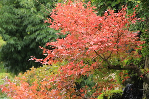 富士山温泉ホテル鐘山苑：１０／１９＿３