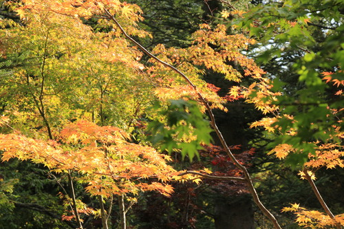 富士山温泉ホテル鐘山苑：１０／１９＿６