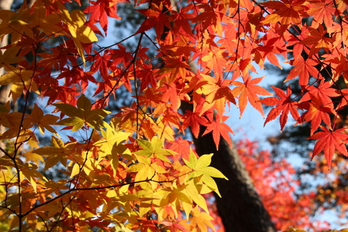 庭園の紅葉情報No.10｜富士山温泉ホテル鐘山苑