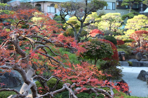 富士山温泉ホテル鐘山苑：庭園紅葉