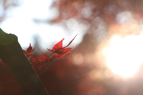 富士山温泉ホテル鐘山苑：庭園紅葉