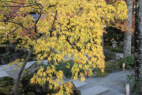 富士山温泉ホテル鐘山苑：庭園紅葉