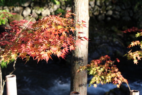 富士山温泉ホテル鐘山苑：庭園紅葉