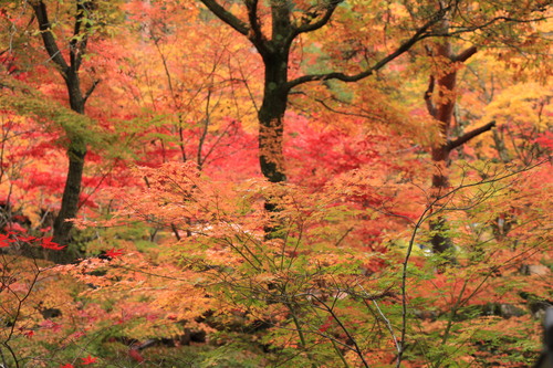 富士山温泉ホテル鐘山苑：１１／２＿１