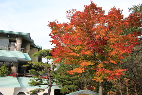 富士山温泉ホテル鐘山苑：１１／８＿３