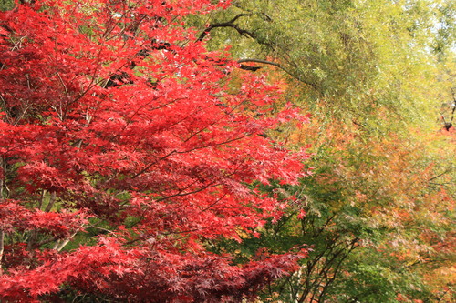 富士山温泉ホテル鐘山苑：１１／８＿８