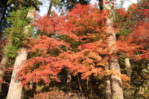 富士山温泉ホテル鐘山苑：１１／８＿９