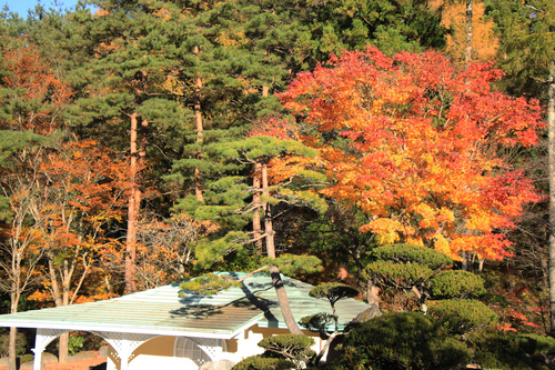 富士山温泉ホテル鐘山苑：１１／１３＿４