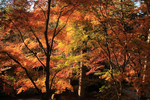 富士山温泉ホテル鐘山苑：１１／１３＿９