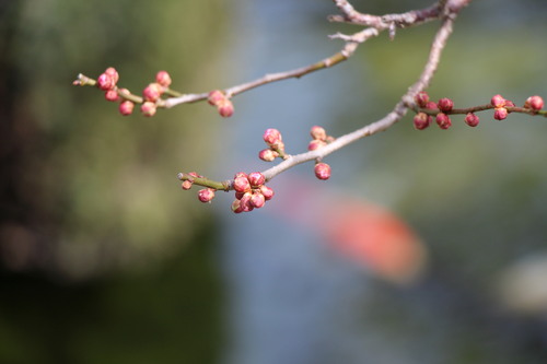 2015年庭園の梅・桜開花情報№1