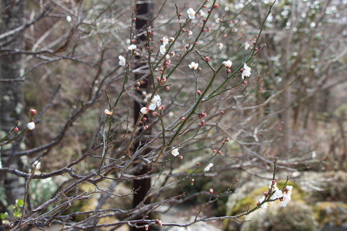 富士山温泉ホテル鐘山苑：庭園