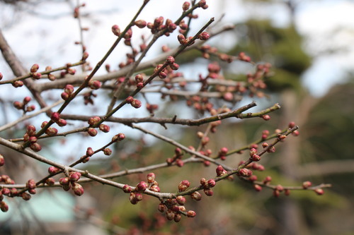 富士山温泉ホテル鐘山苑：３／２２＿７