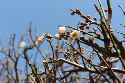 2015年庭園の梅・桜開花情報№2