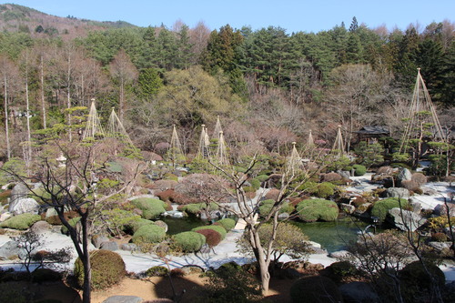 2015年庭園の梅・桜開花情報№4