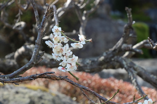 富士山温泉ホテル鐘山苑：庭園