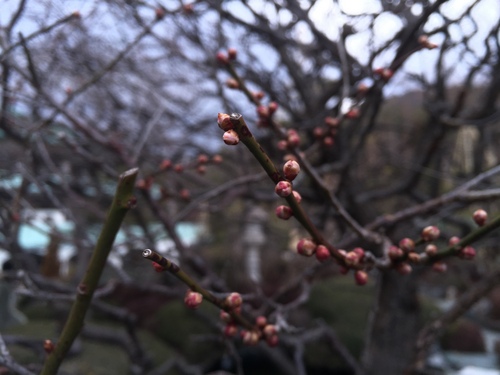 富士山温泉ホテル鐘山苑：庭園