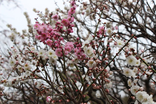 2015年庭園の梅・桜開花情報№5