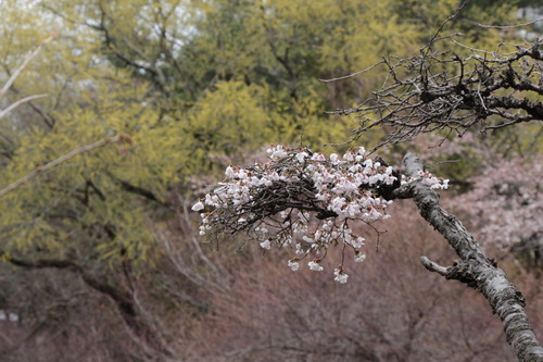 富士山温泉ホテル鐘山苑：庭園