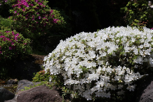 富士山温泉ホテル鐘山苑：５／１７＿０４