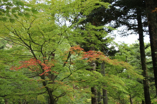 庭園紅葉