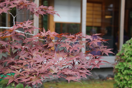 庭園紅葉